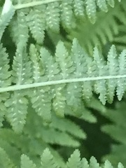 Athyrium filix-femina