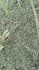 Helichrysum caespititium