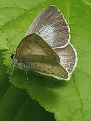 Celastrina argiolus