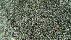 Helichrysum caespititium