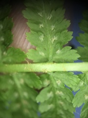 Athyrium filix-femina