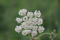 Heracleum sphondylium