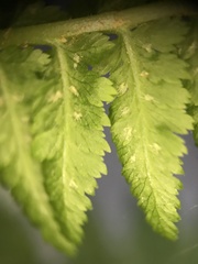 Athyrium filix-femina
