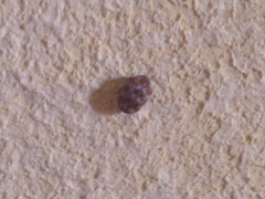 Anthrenus verbasci