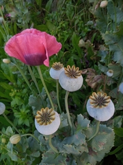 Papaver somniferum