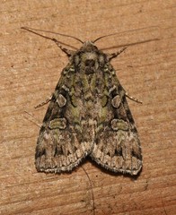 Anaplectoides pressus