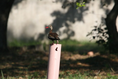 Dendrocygna autumnalis