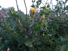 Helminthotheca echioides