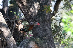 Dendrocygna autumnalis