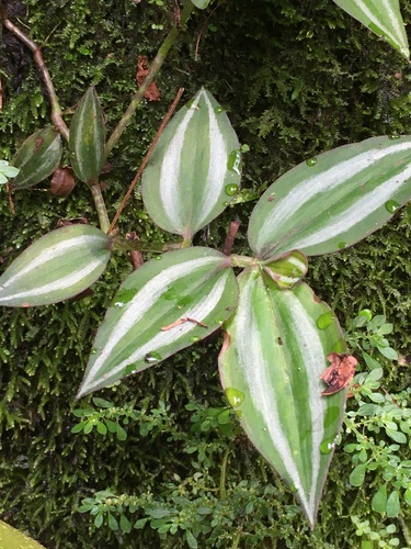 Tradescantia zebrina