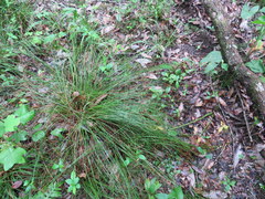 Juncus coriaceus