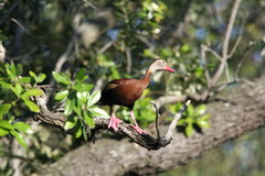 Dendrocygna autumnalis