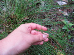 Juncus coriaceus