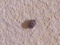 Anthrenus verbasci