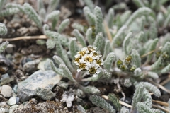 Achillea nana
