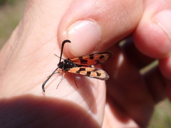 Zygaena hilaris