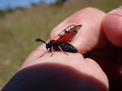 Zygaena hilaris