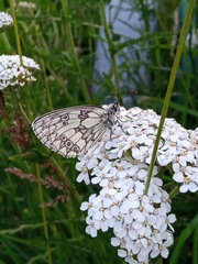 Melanargia galathea
