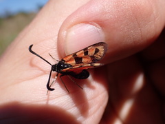 Zygaena hilaris