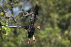 Dendrocygna autumnalis