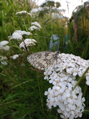 Melanargia galathea