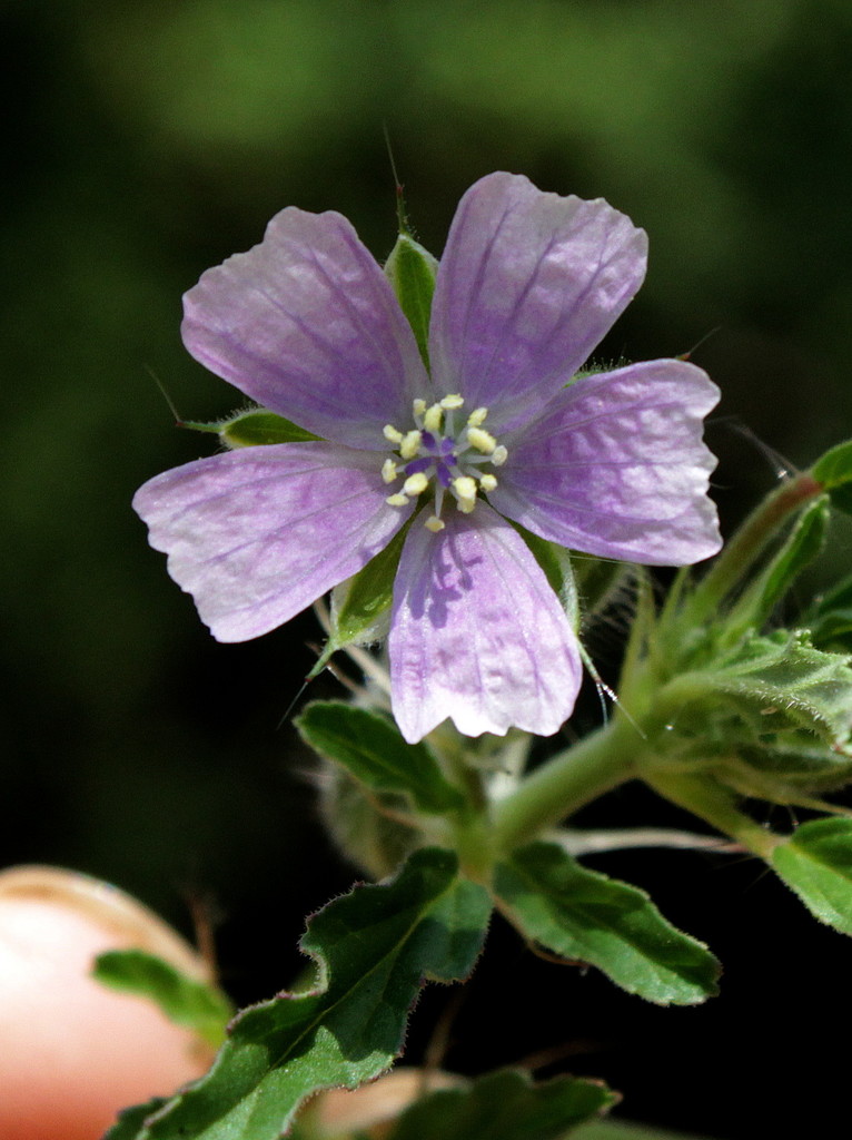 Narrow-leaved Dysentry-herb