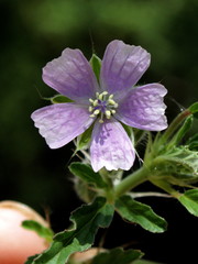 Monsonia angustifolia image