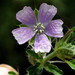 Monsonia angustifolia - Photo (c) Christine Sydes, μερικά δικαιώματα διατηρούνται (CC BY-NC), uploaded by Christine Sydes