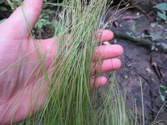 Carex leptalea