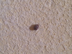 Anthrenus verbasci