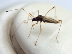 Gampsocoris