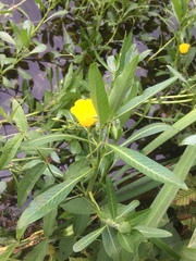 Ludwigia grandiflora