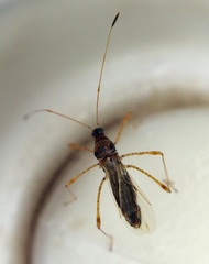 Gampsocoris
