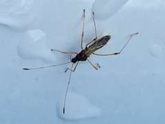 Gampsocoris