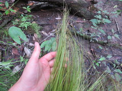 Carex leptalea