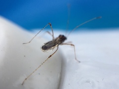Gampsocoris