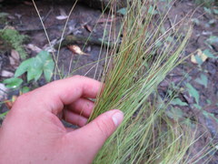 Carex leptalea