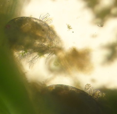 Peritrichia