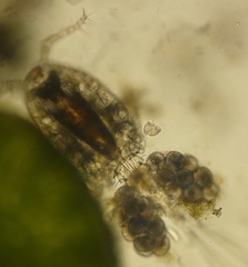 Peritrichia