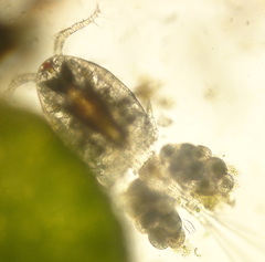 Peritrichia