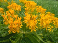 Asclepias tuberosa interior