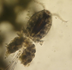 Peritrichia