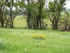 Asclepias tuberosa interior