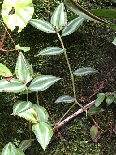 Tradescantia zebrina