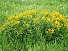 Asclepias tuberosa interior