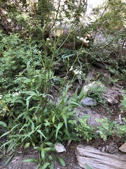 Angelica kingii