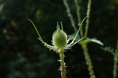 Dipsacus comosus