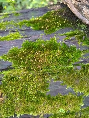 Sematophyllum