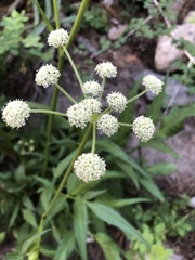 Angelica kingii