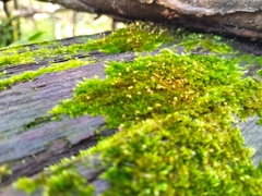 Sematophyllum